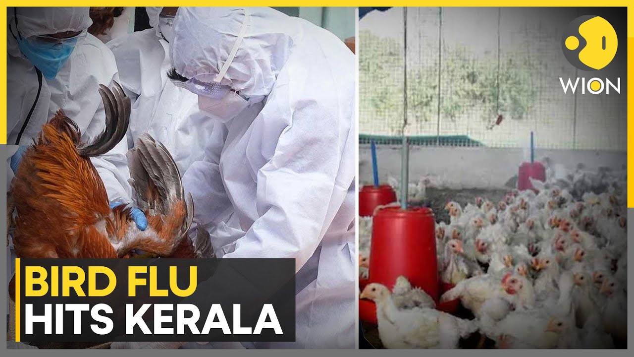 Bird Flu Hits India: A Pandemic Risk Worse Than Covid? | WION