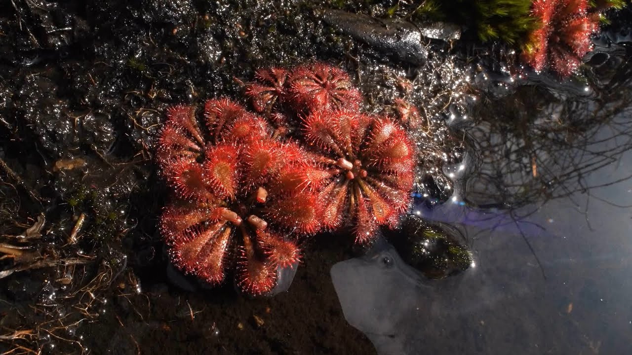 Drosera spatulata - Gibraltar Range