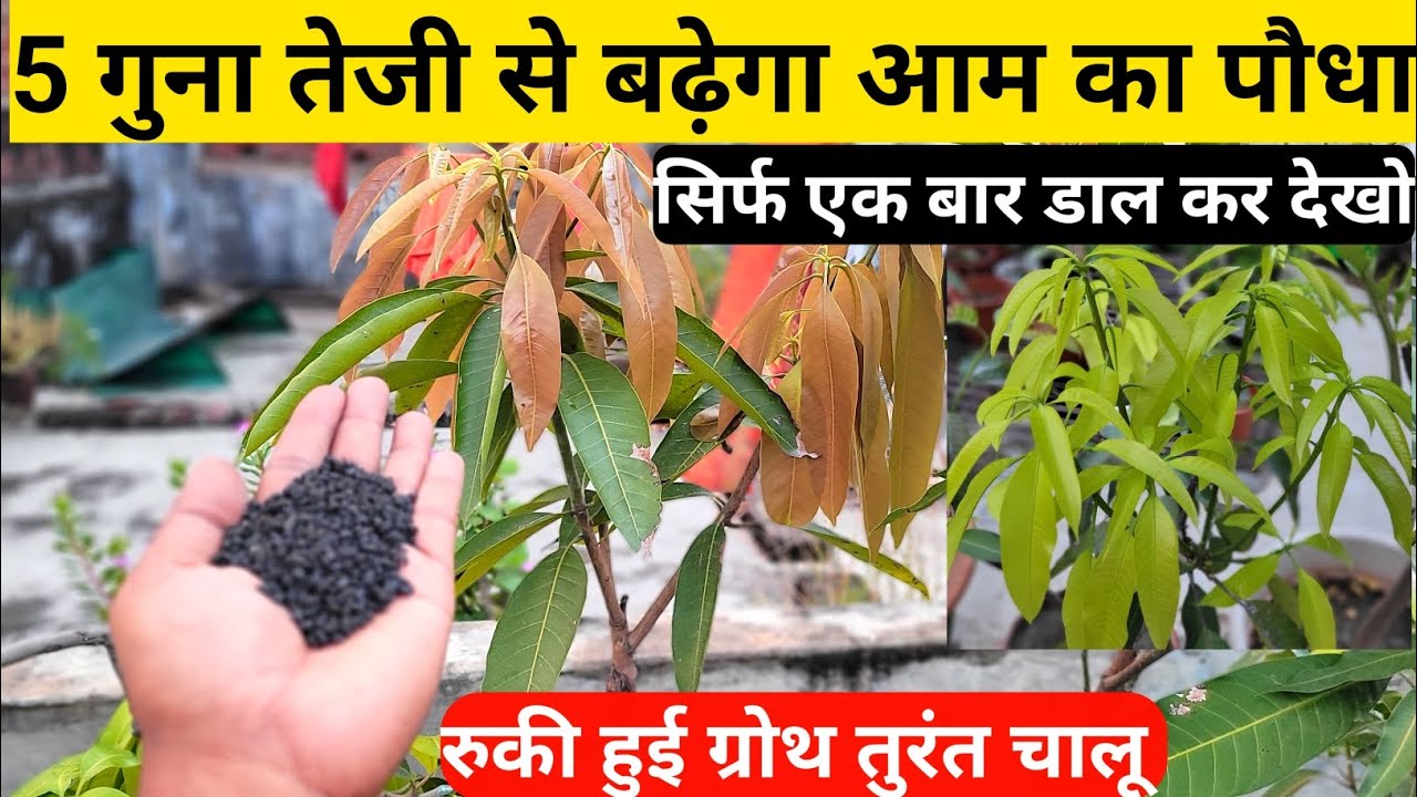 5 गुना तेजी से बढ़ेगा आम का पौधा | सिर्फ एक बार डाल कर देखो | Mango tree Best Growth Fertilizers