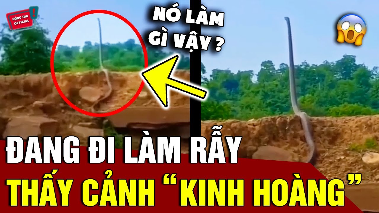 Đang đi làm rẫy, người đàn ông 'KINH HỒN' thấy hổ mang chúa khổng lồ có 'HÀNH ĐỘNG LẠ' | Động Tiin