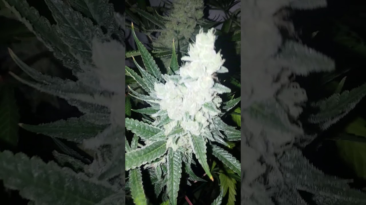 Frosty fall fade ❄