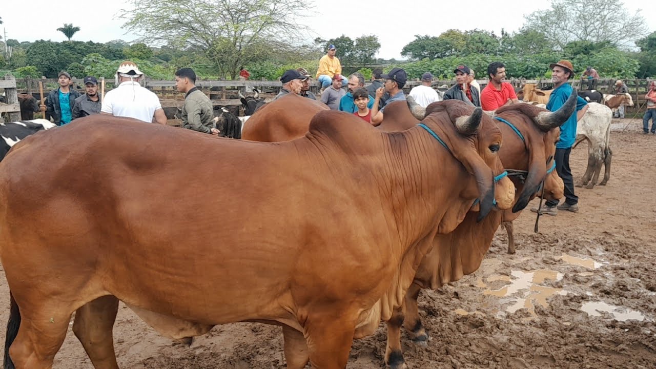 Feira do Gado pre&ccedil;o o boi gordo e da vaca leiteira em Bu&iacute;que 