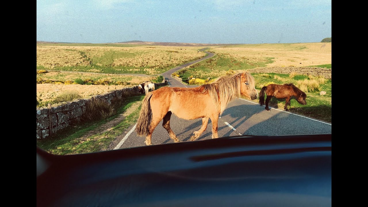 Exploring Dartmoor National Park with two Dogs