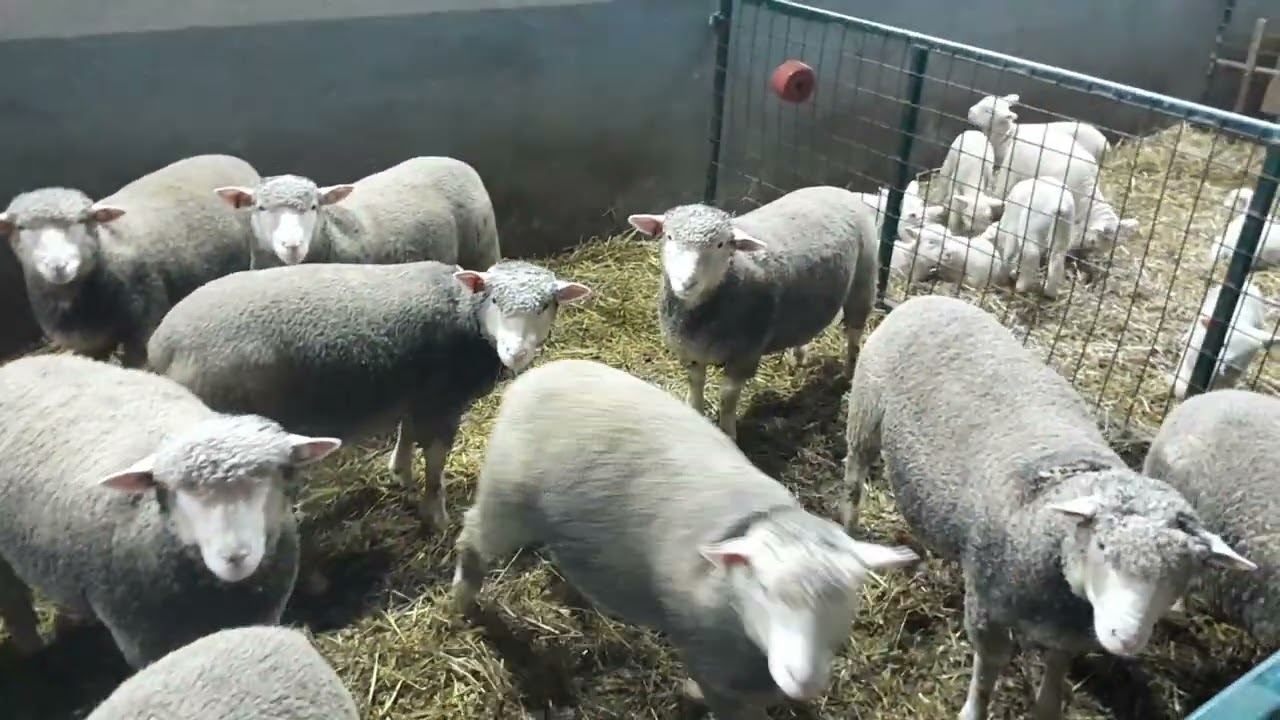 ile de France - Farma Ovaca Ivanić BiH 10.01.2025