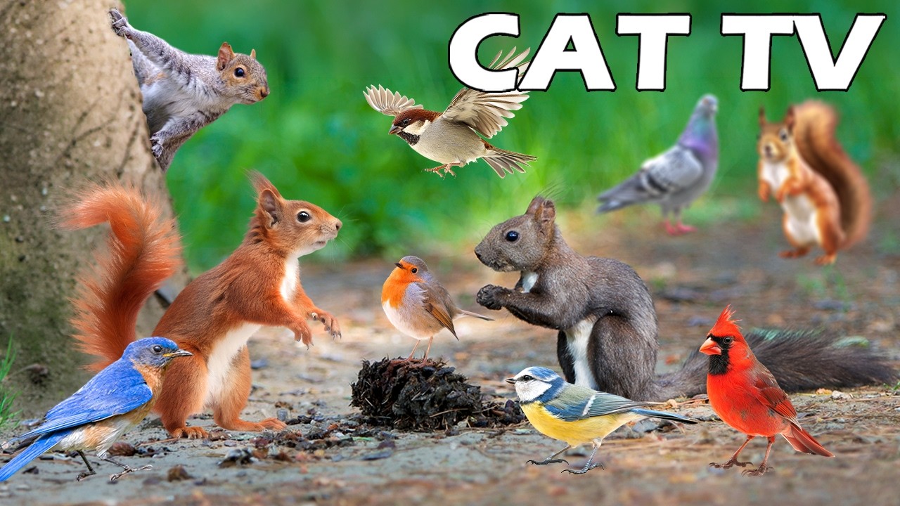 TV FOR CAT TO RELAX😻 Videos of Squirrels & Birds for Separation Anxiety🦜 Fast Boredom Busting Videos