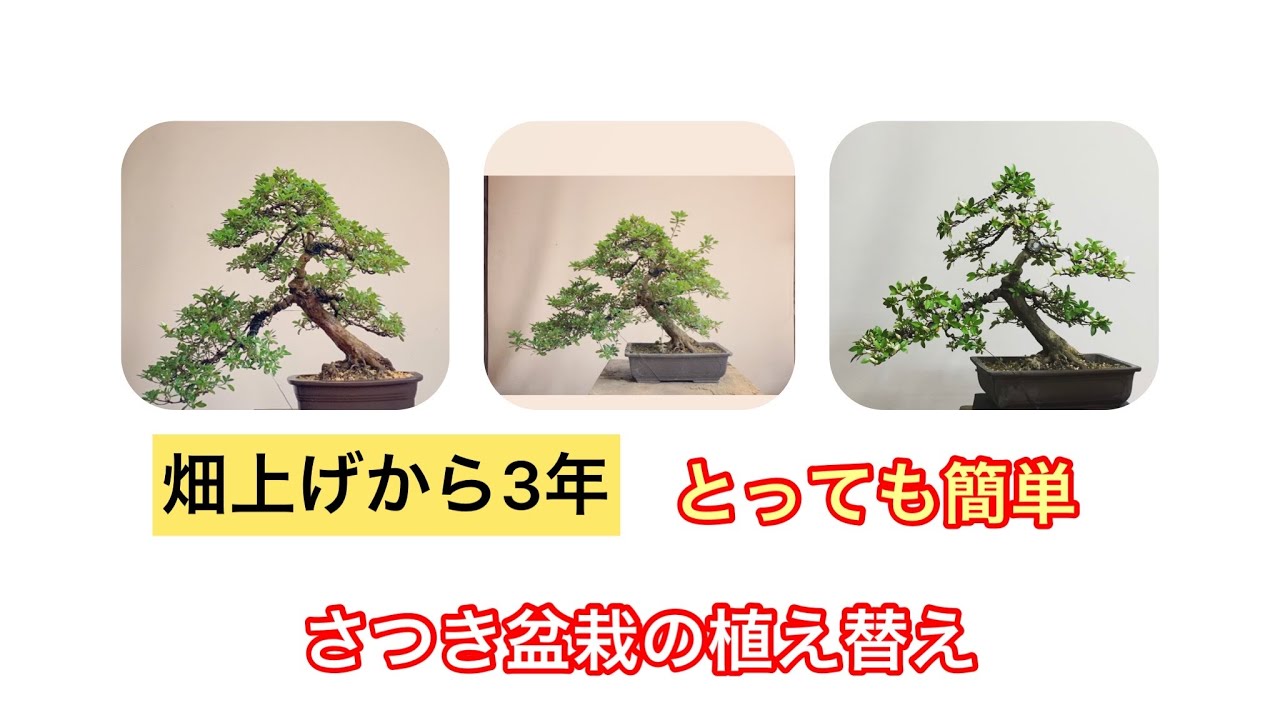 盆栽　さつき盆栽　植え替え