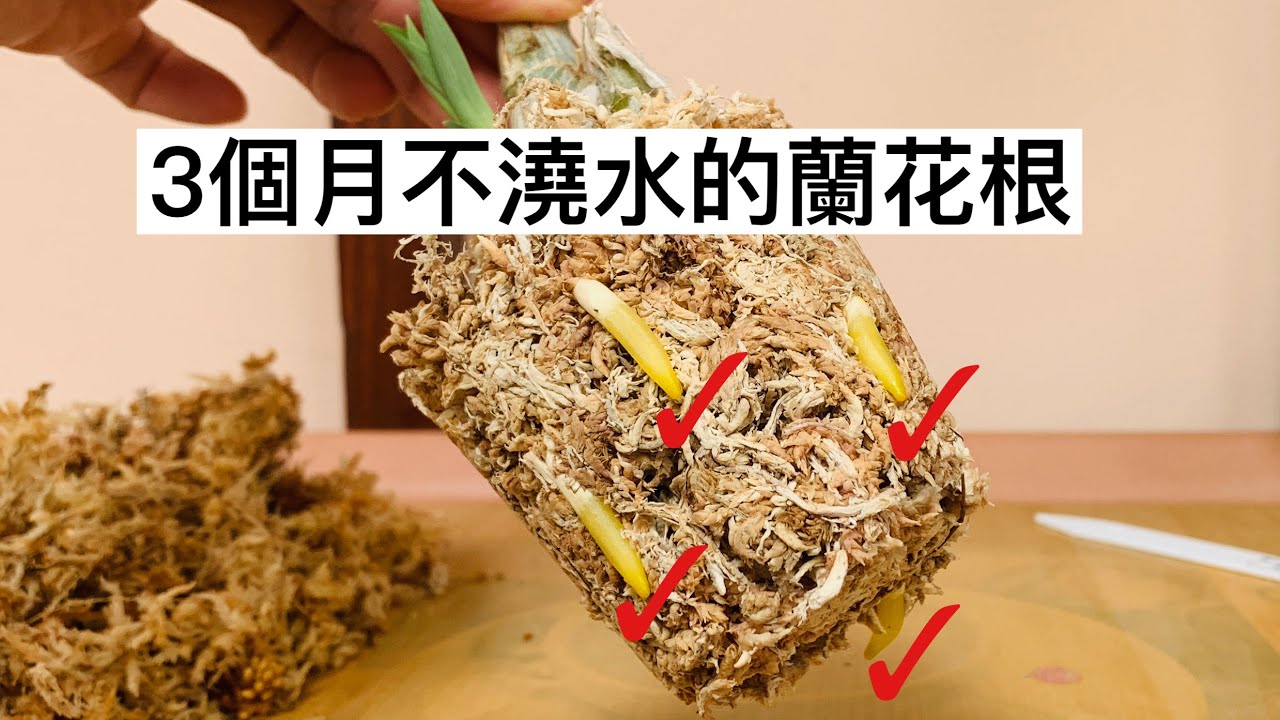 蘭花（ 63 ） （粵語）天鵝蘭種植分享￼