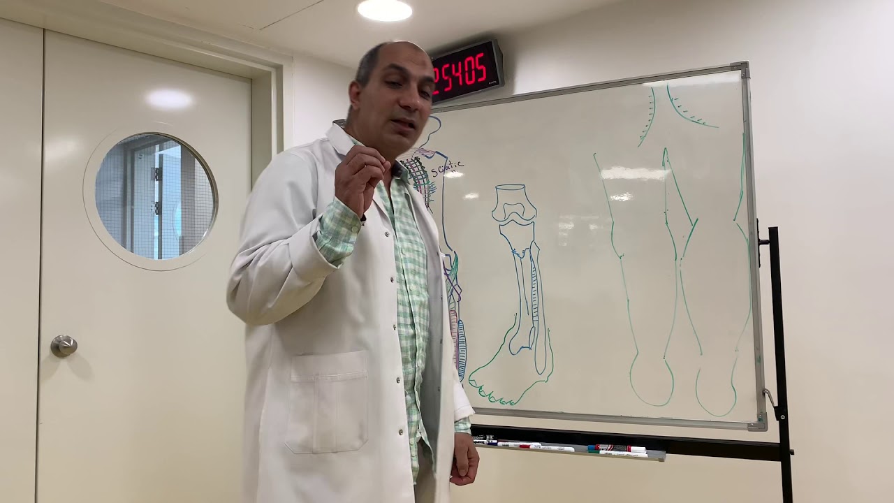Sciatic & tibial nerves (Lower limb 17)