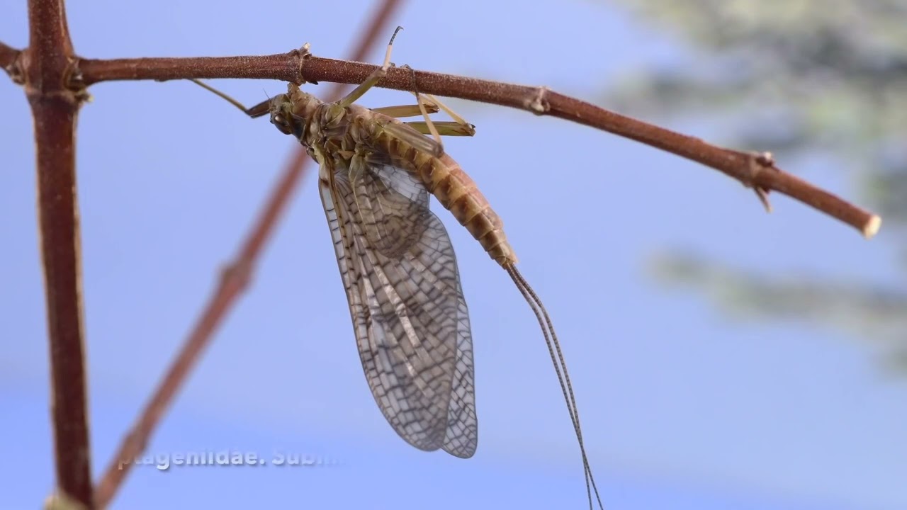 Efemerópteros. Familia Heptageniidae
