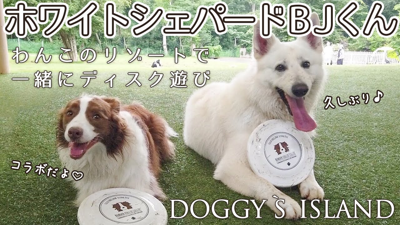 【コラボ】ホワイトシェパードのBJくんと犬のリゾートを満喫！広大なドッグランで一緒にディスク遊び♪[DOGGY`S ISLAND ドギーズアイランド]