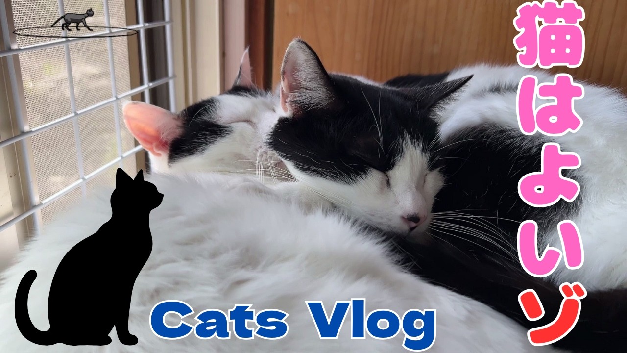 【保護猫Vlog】「懐っこい組参上」と「猫さん、イビキでお昼寝中」 #猫動画 #可愛い猫 #保護猫