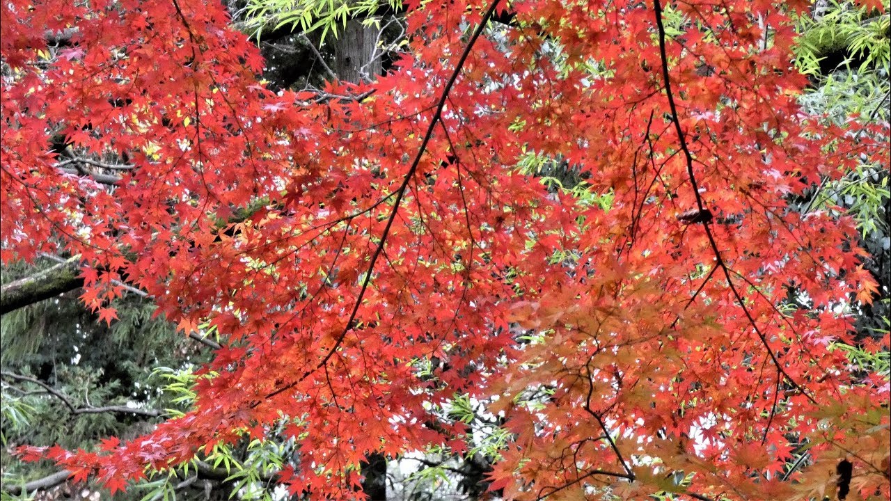 Kitain Temple in Autumn