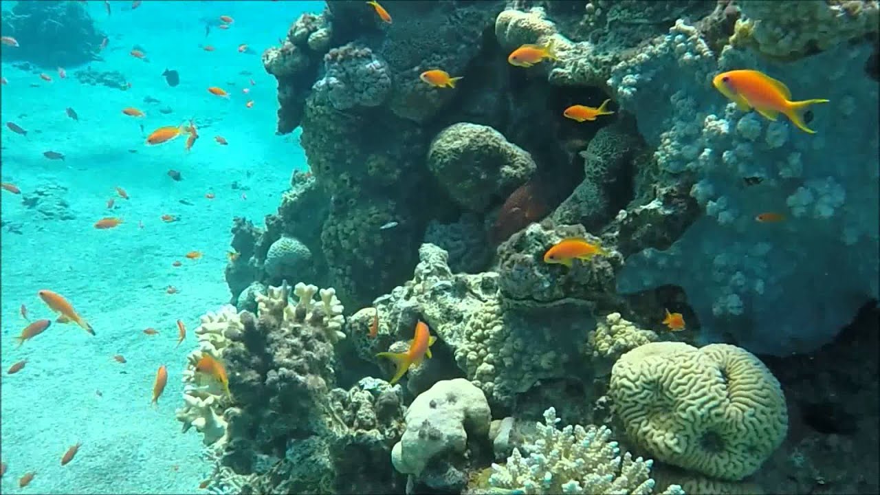 Advanced Open Water Diver Certification