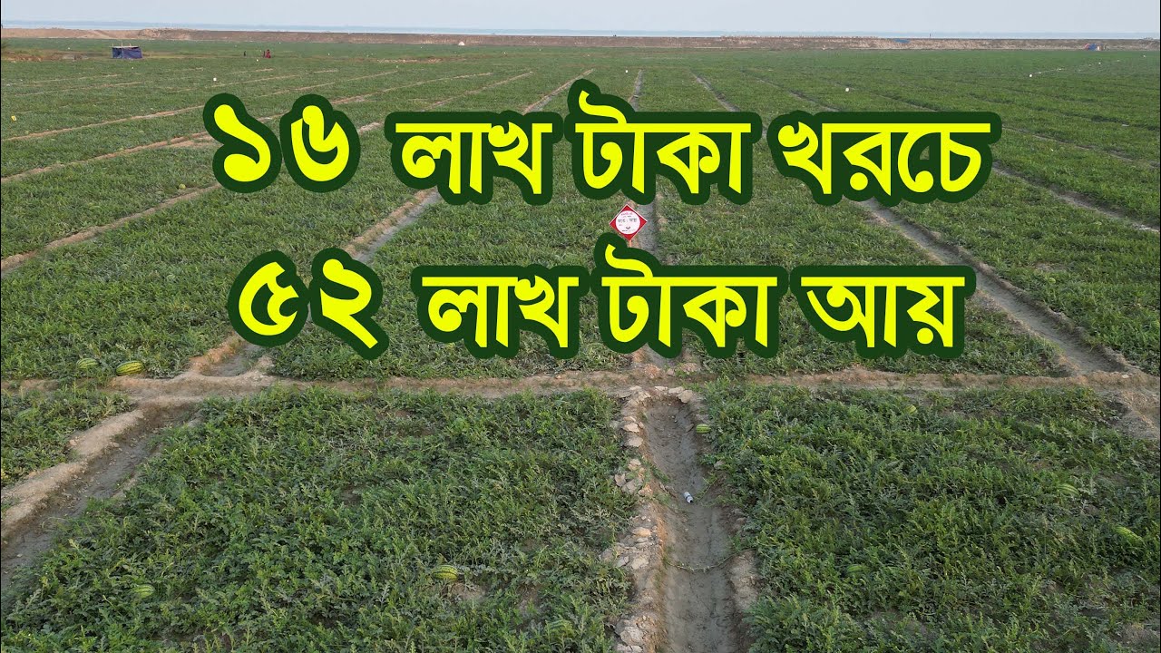 ৫২ লক্ষ টাকায় বিক্রি হল আগাম আস্থা জাতের তরমুজ
