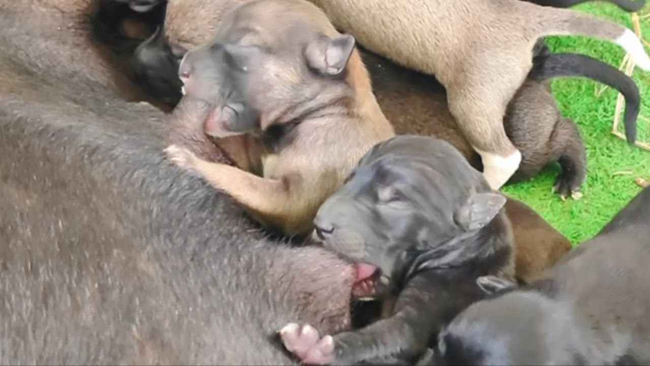 Cute_3Days_Old_Puppies, Newborn Breastfeeding & Drinking Mummy🥰🥰 #puppy #cute #viral #doglover #dog