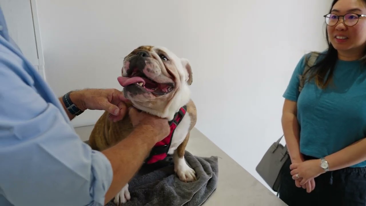 SAH Bulldog Clinic Opening