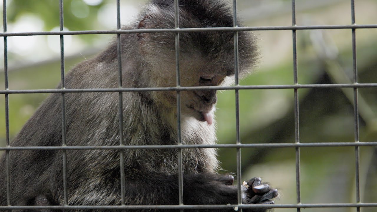 Wild Futures Monkey Sanctuary - YOU Can Help Save Them From Closure