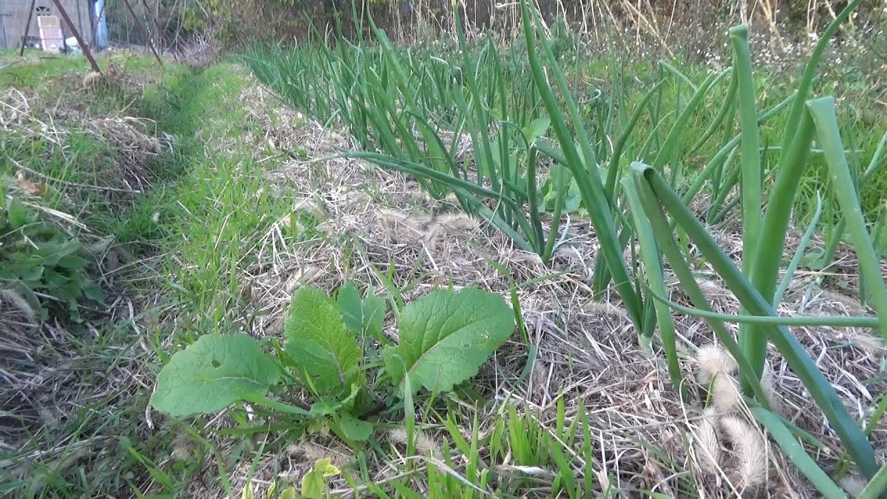 【自然農】2024年12月10日 魁ピーマンまだ育つ・白菜豊作【natural farming】