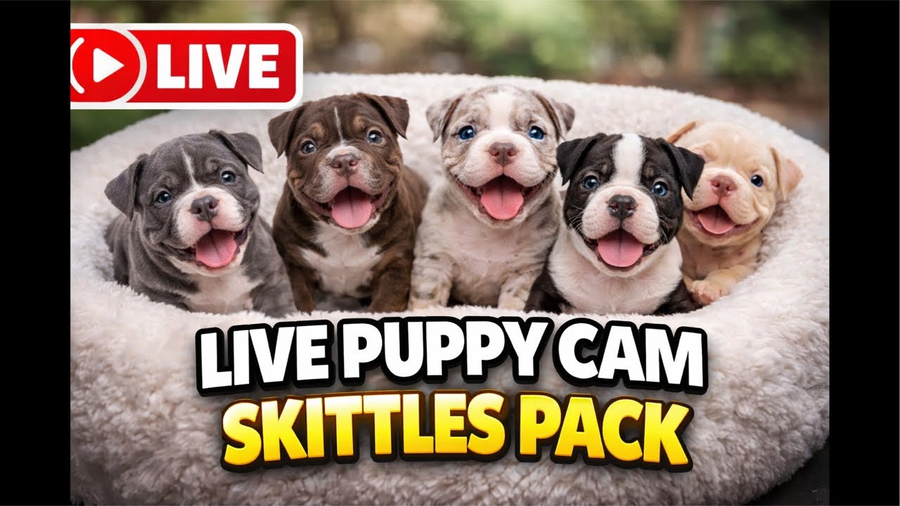 LIVE American Bully Puppy Cam 🐾 Feeding Time