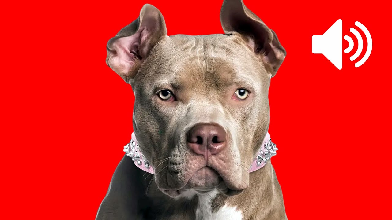 Sounds That Drive Dogs CRAZY - Hilarious & Unbelievable!