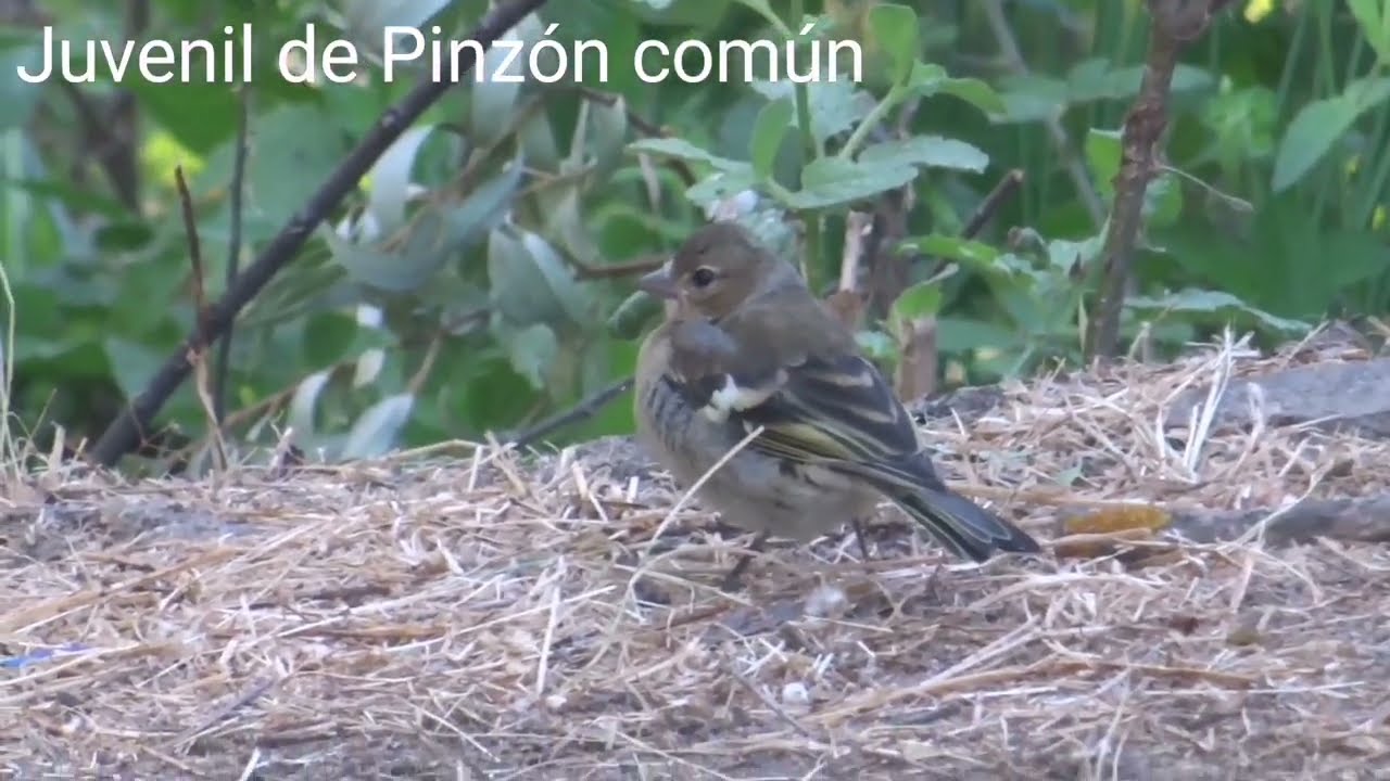 Pinzón común y su cría. Madrid 23-6-2022 🇪🇸