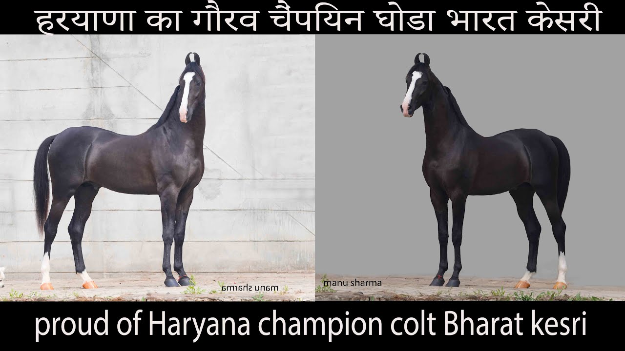 हरयाणा का गौरव चैंपियन घोडा भारत केसरी Pride of harayana   Colt Bharat kesri