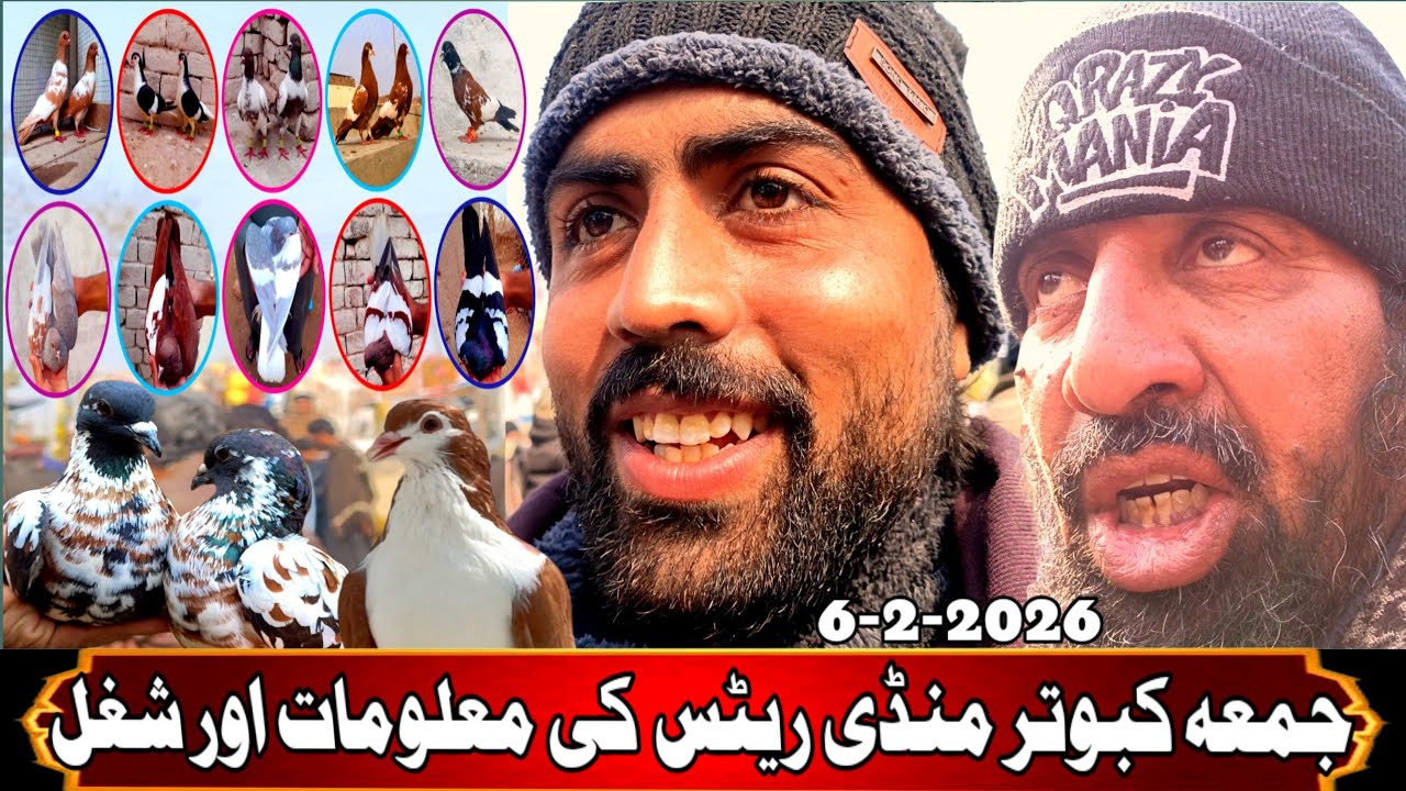 Friday Pigeons Market New Updates | Kabootar Mandi ColorFull Pigeons Available | Punjab Pigeon Velog