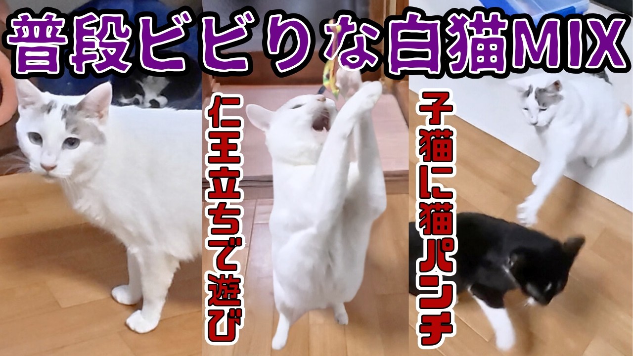 子猫達には負けられない！お母さん白猫は元野良猫秘伝の猫パンチ＆仁王立ち（保護猫カフェキャットスペース）中崎町The former stray white cat is a scaredy-cat