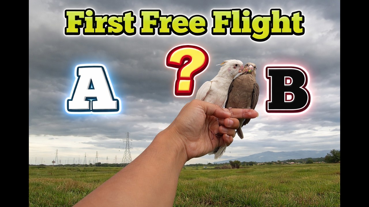 Cockatiel Free Flight