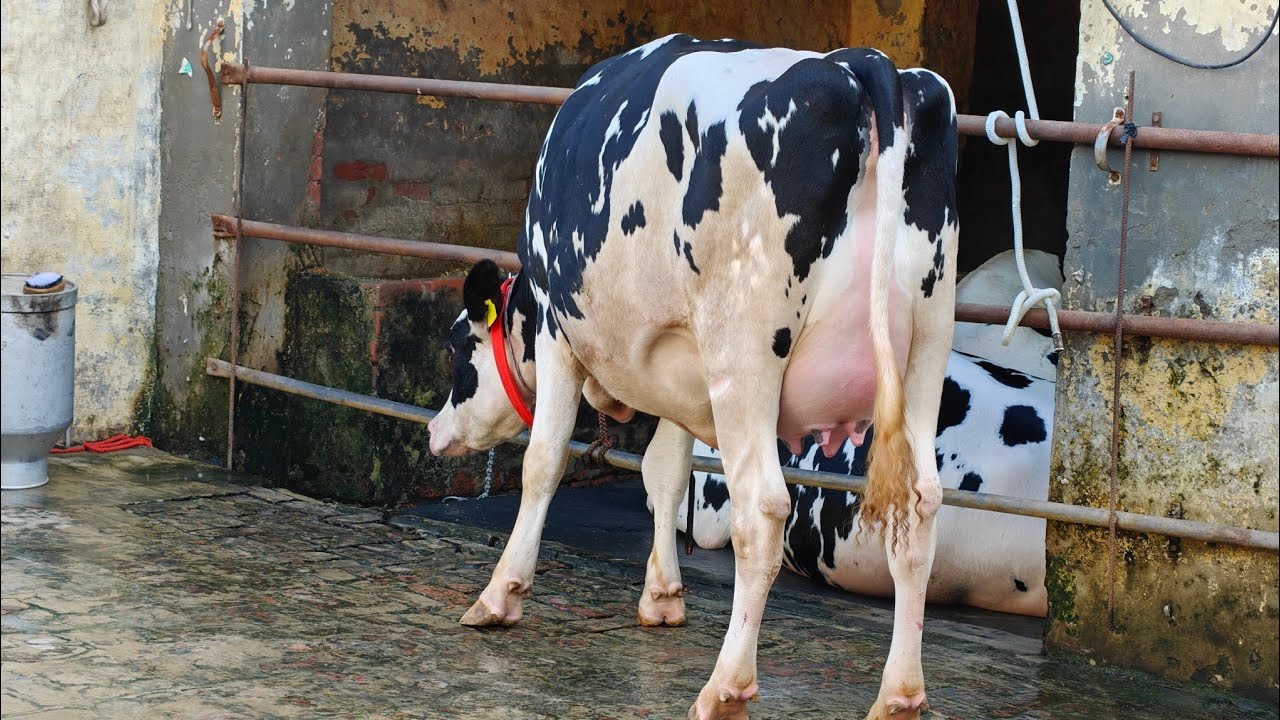 7 Cows for sale, 7 ਗਾਵਾਂ ਕਾਲੇ ਸੈਦੋਕੇ ਵਾਲੇ ਕੋਲ 