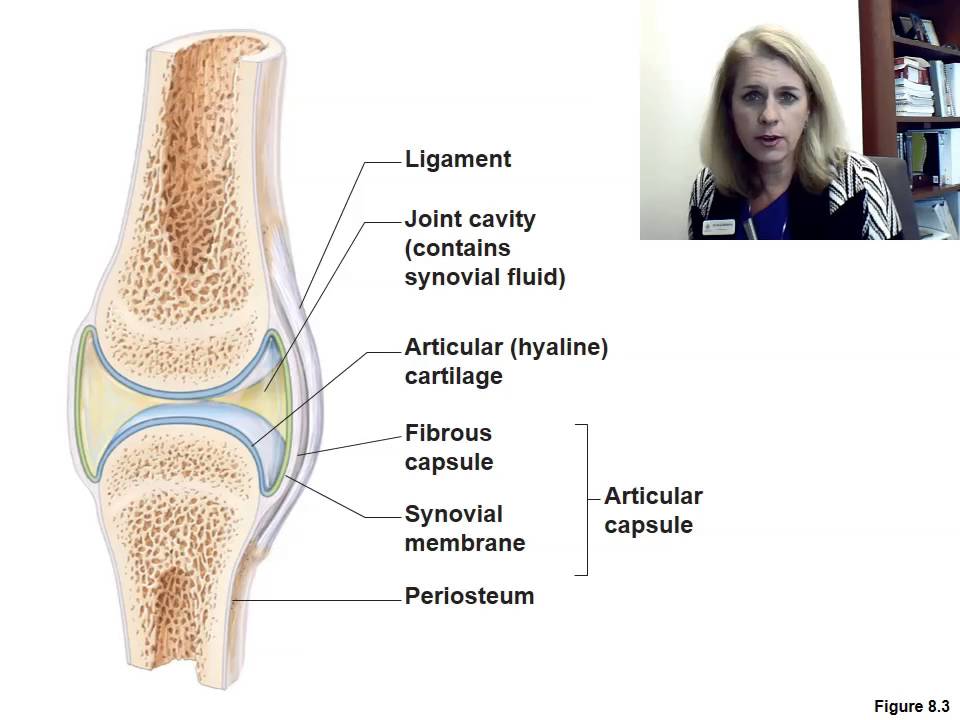 Arthrology