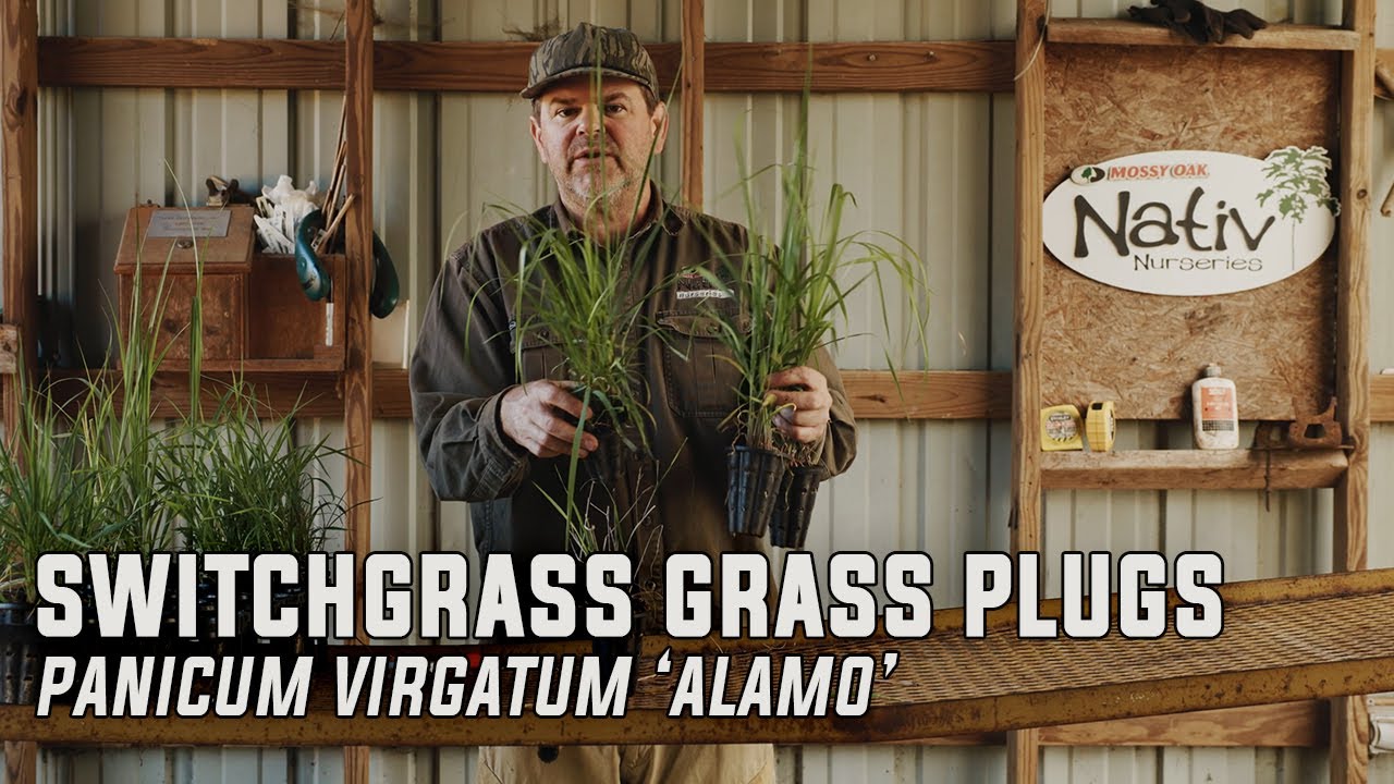 Switchgrass Grass Plugs (Panicum virgatum)