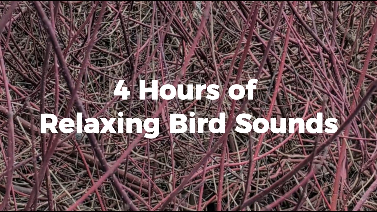 4 Hours of Relaxing Bird Sounds | Peaceful Morning Nature White Noise