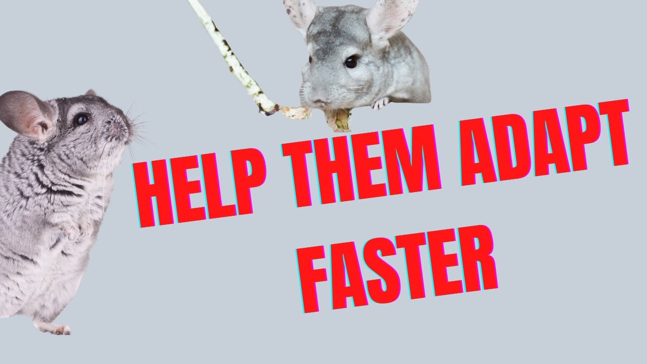 How To Help Your Chinchilla Adapt To Their New Home Quickly! 3 Amazing Tips