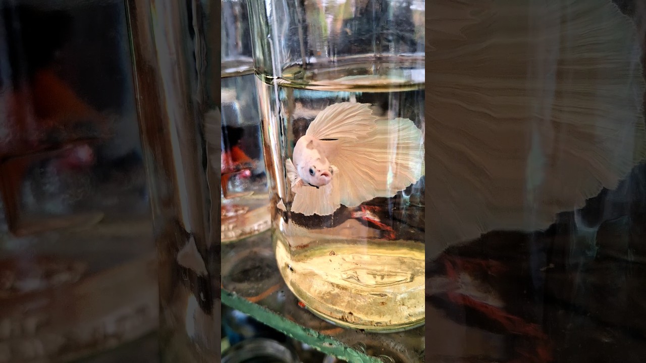 White Betta || (Betta splendens)4K #WhiteBetta #BettaSplendens #BettaFish  #FightingFish  #BettaLove