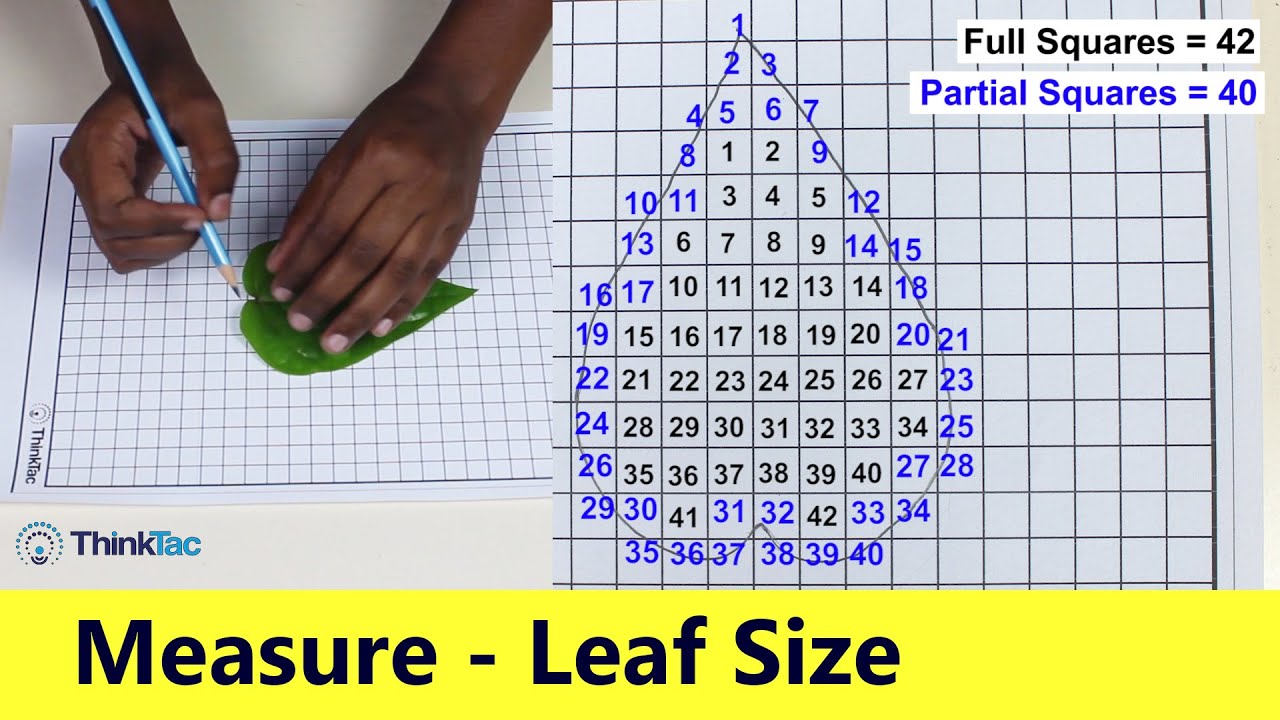 Measure  - Leaf Size | ThinkTac