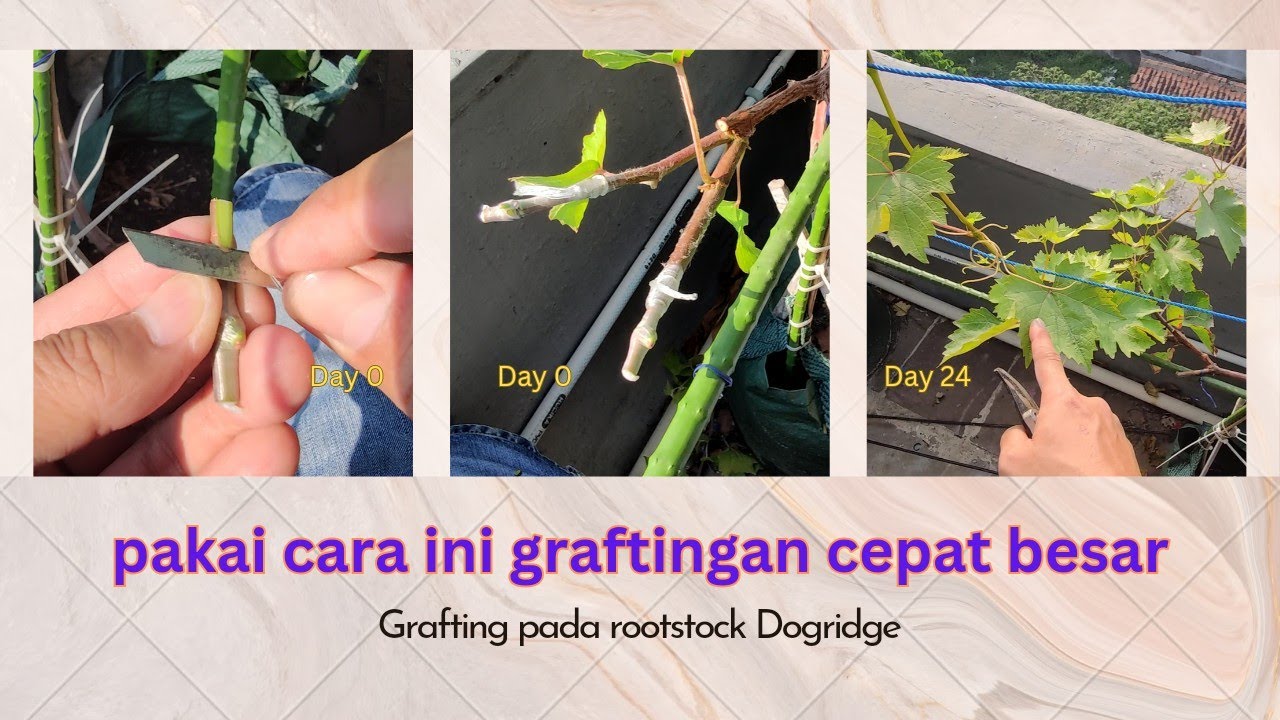 Grafting anggur Donetsky pada rootstock Dogridge usia 6 bulan