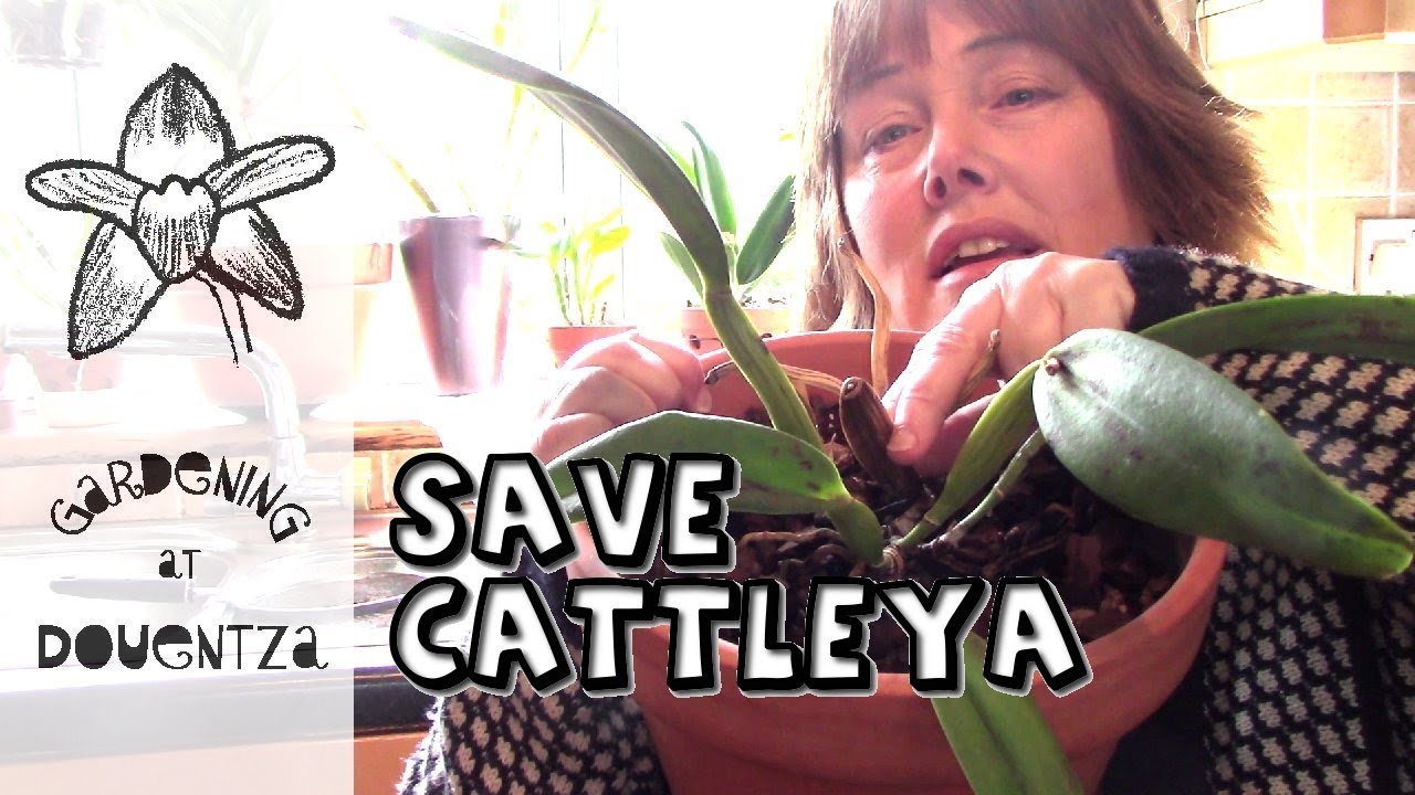 Saving a Cattleya & Making an Orchid Clip