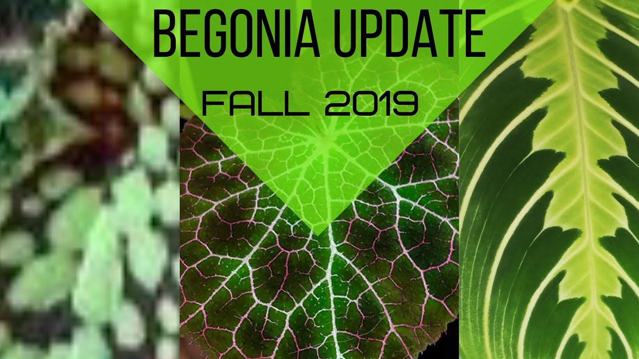 Begonia Houseplant Tour Fall 2019 Update