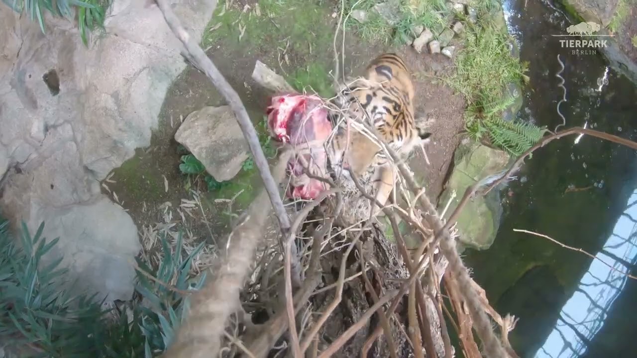 Tiger-GoPro im Tierpark Berlin - Tiger GoPro at Tierpark Berlin