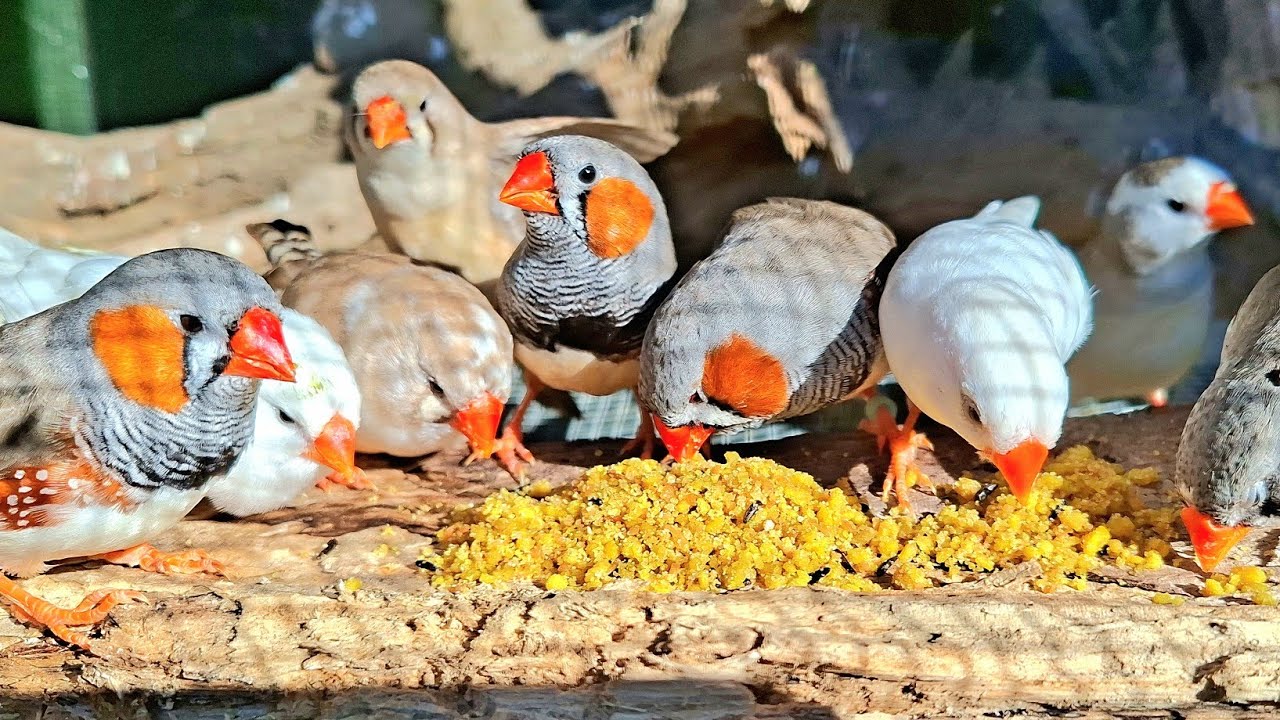 Last singing wonderful song of zebra finch today. Sound is so lound and beautiful. Zebra finch sound