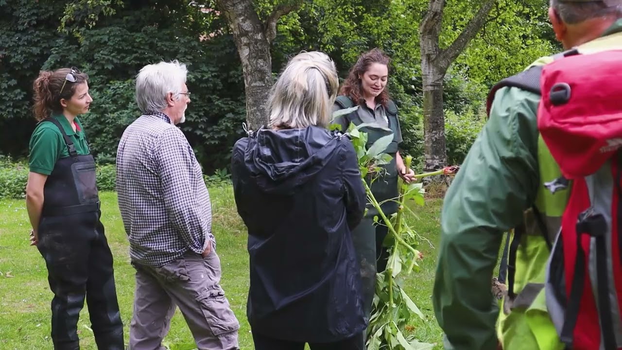 Himalayan balsam bashing with volunteers