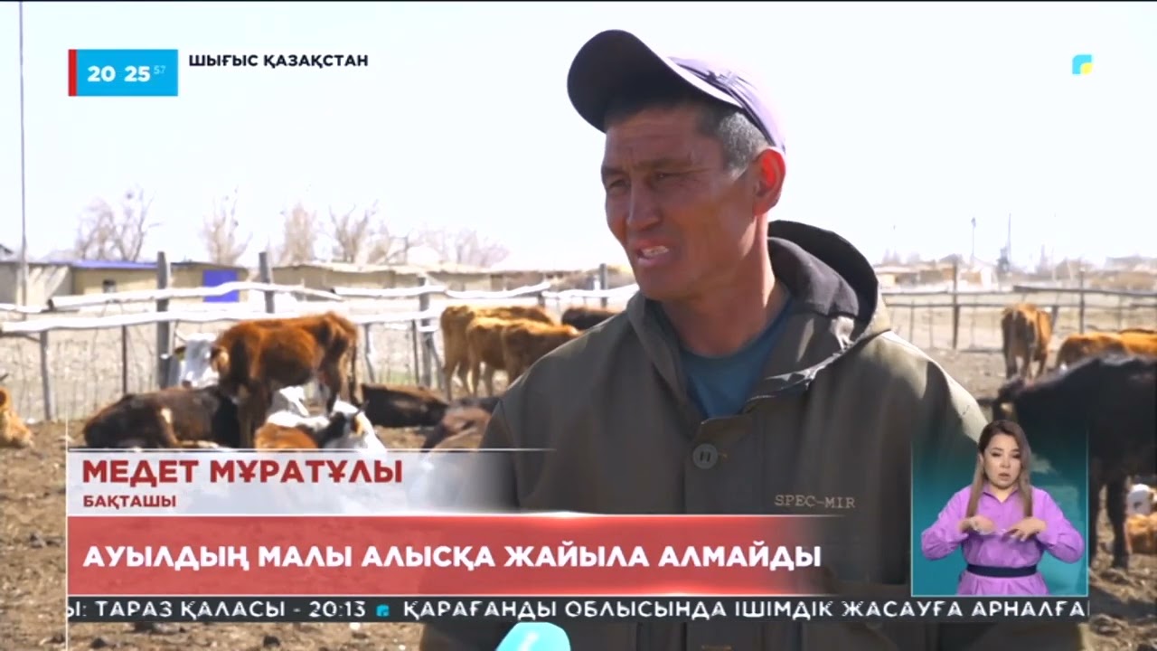 Шығыстағы Күршім ауданы Алғабас ауылының тұрғындары малын өрістете алмай отыр