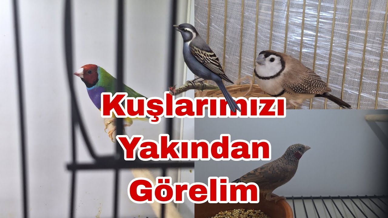 🪶🦜!!KUŞLARIMIZIN YUMURTA MAMALARINI VERDİK!!🤩