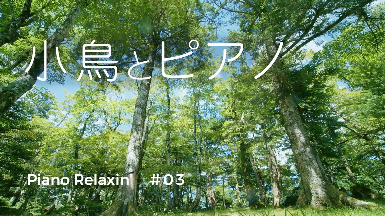 【ヒーリングミュージック】森の音と癒しのピアノ『風と小鳥と森の音』睡眠用BGM