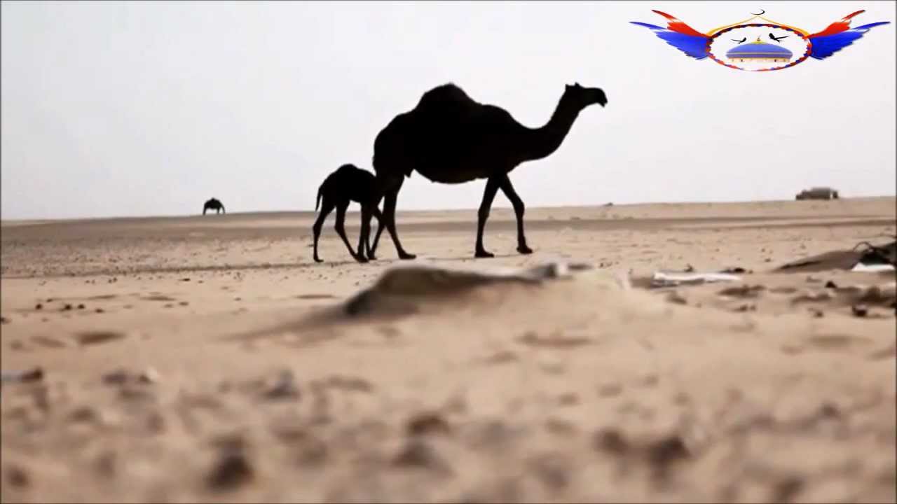 الإمام العماني جابر بن زيد رحمه الله وناقته  والحجاج HD