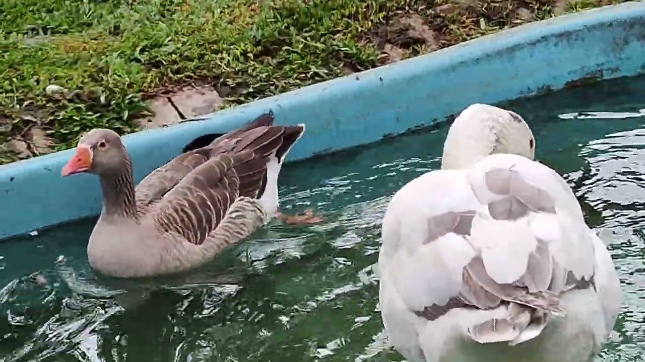 Gansos Felizes