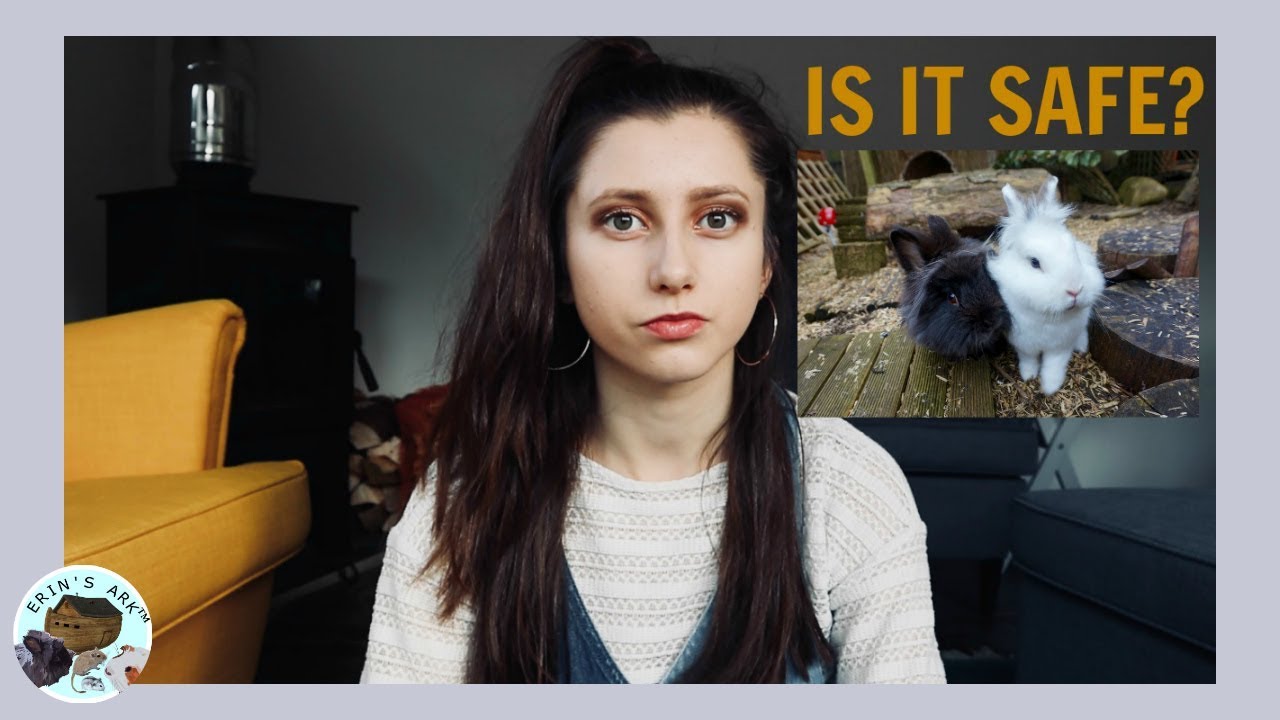 Housing Rabbits Outdoors | IS IT SAFE?