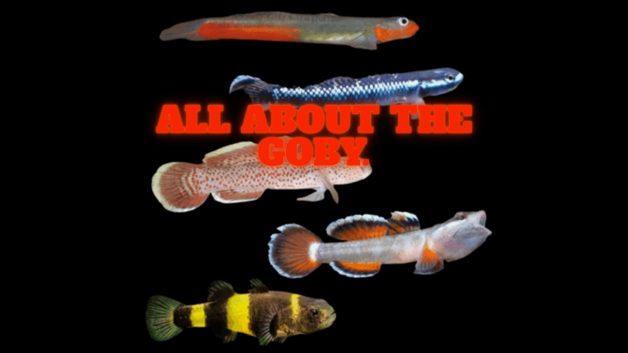 ALL ABOUT THE AQUARIUM GOBY