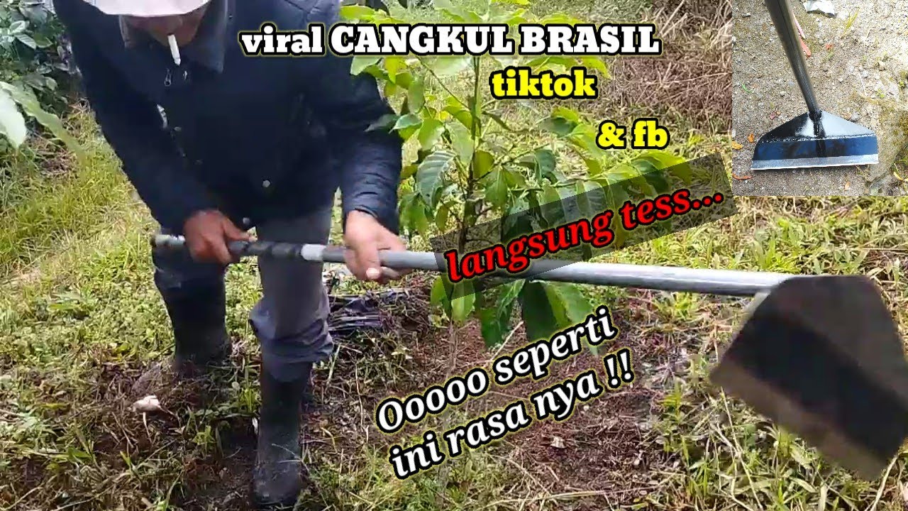 SELESAI REVIEW CANGKUL BRASIL SEKALIGUS UJI COBA & TES DIKEBUN KOPI ARABIKA